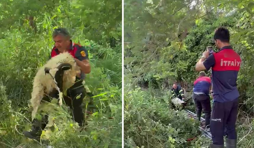 Sinop'ta dereye düşen koyunu itfaiye kurtardı