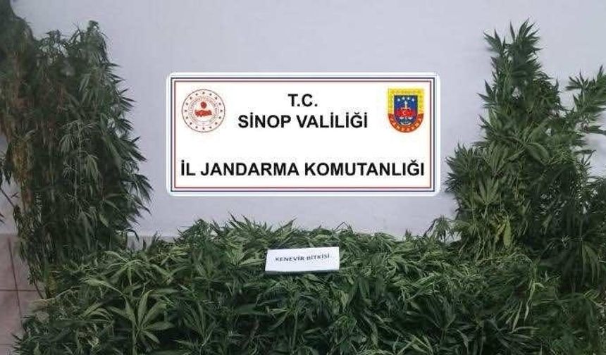 Sinop’ta narkotik operasyonu: 1 kişi tutuklandı