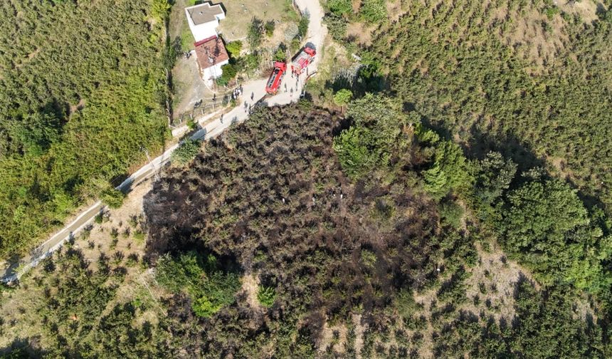 Fındık bahçesinde çıkan yangına müdahale edildi