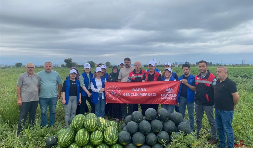 Genç gönüllüler tarlada karpuz hasadına destek verdi
