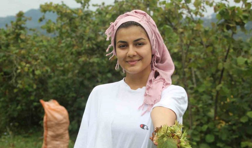 Fındık hasadı başladı