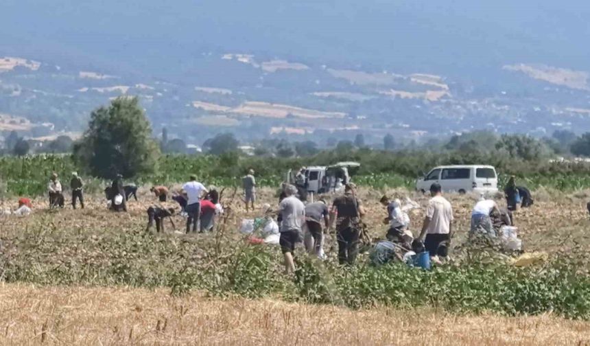 Patates tarlasındaki ürünleri ücretsiz dağıttı