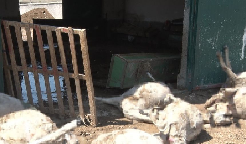 Sel besi çiftliğini vurdu: 25 küçükbaş hayvan telef oldu