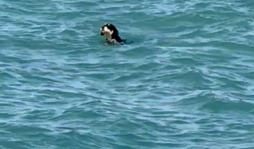 Sıcaktan bunalan köpekler denize girdi