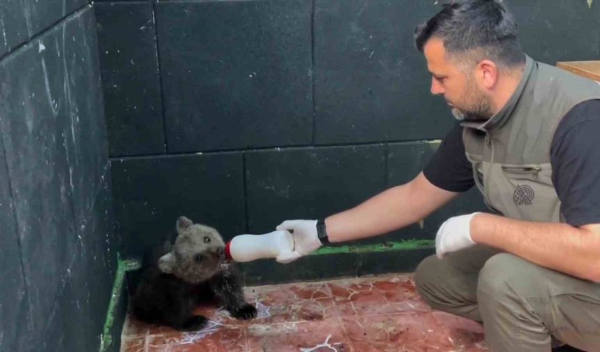 Sinop'ta kurtarılan yavru ayı, yeni yuvasına uğurlandı
