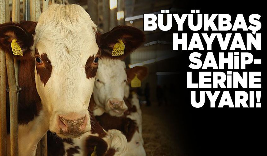 Sinop Valiliğinden büyükbaş hayvan sahiplerine uyarı