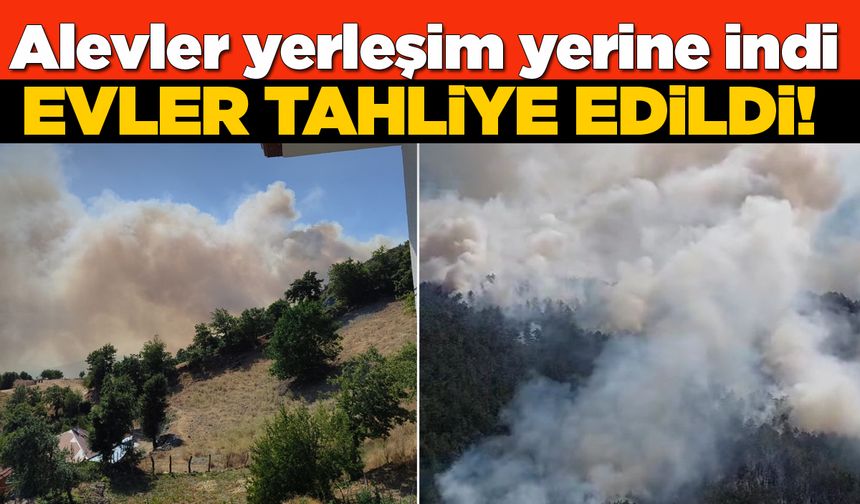 Sinop'ta orman yangını: Evler tahliye edildi!