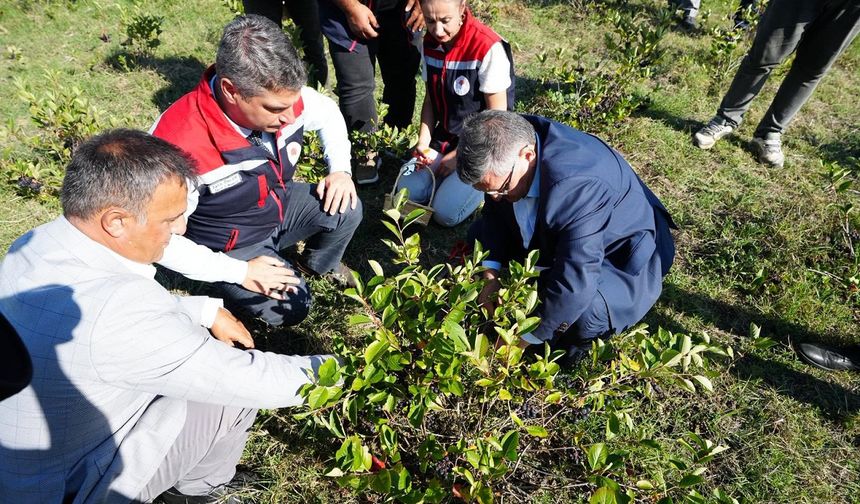 Sinop’ta aronya hasadı başladı