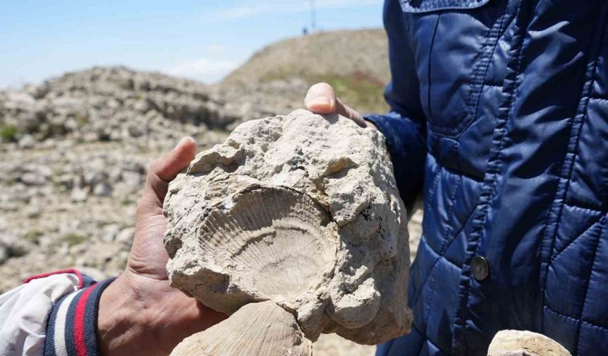 2 bin 587 rakımlı dağda deniz fosilleri bulundu
