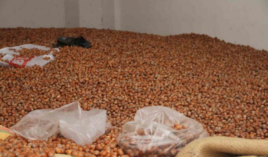 Fındık fiyatları yükselişe geçti