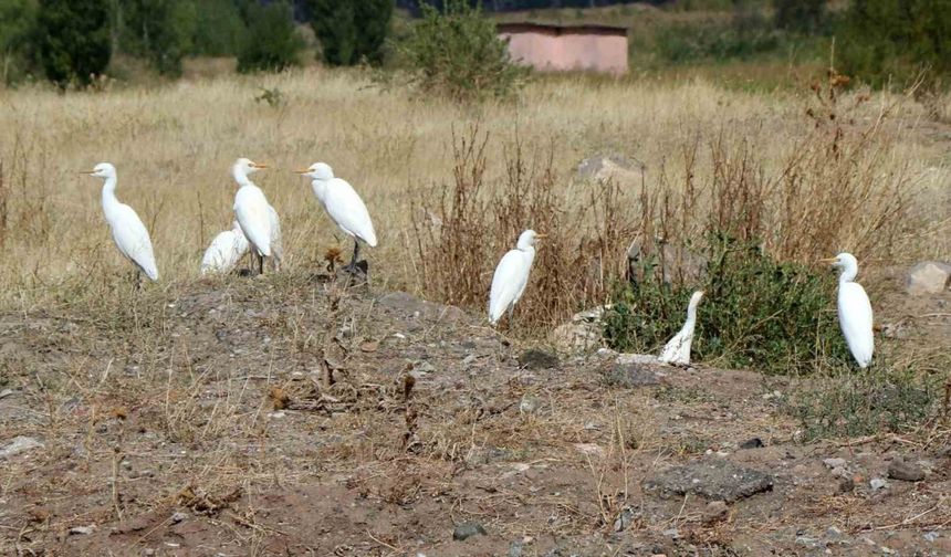 Kuşların göç hareketleri izleniyor