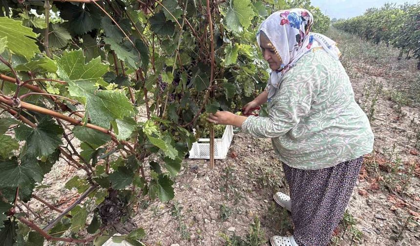 Narince üzümünü don vurdu, rekolte yüzde 80 düştü
