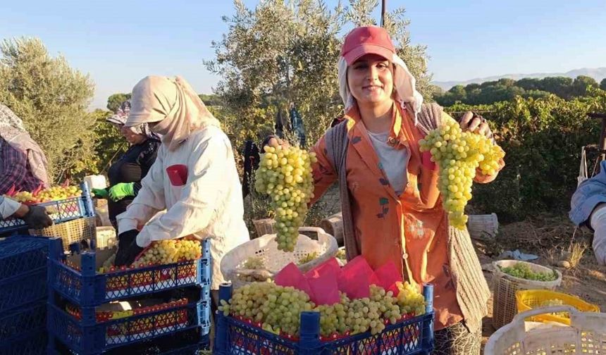 Üzüm üreticileri için hayat üzümle dönüyor