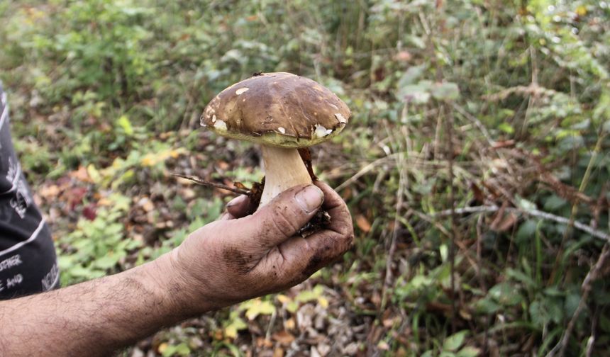 Fesleğen mantarı orman köylüsüne gelir kapısı oluyor