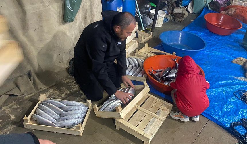 Bir gecede 3 bin 200 palamut avlandı