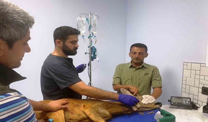 1200 hayvan tedavilerinin ardından doğaya salındı