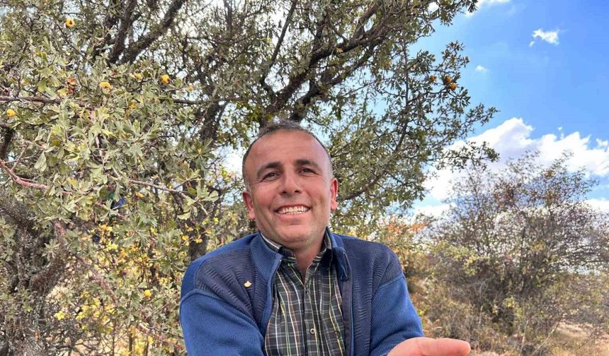 Alıç meyvesi hasadı başladı