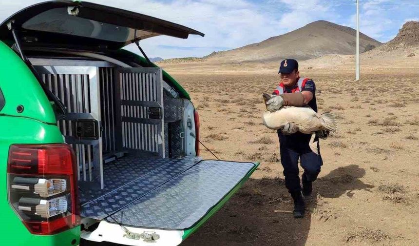 Yaralı pelikanlar koruma altına alındı