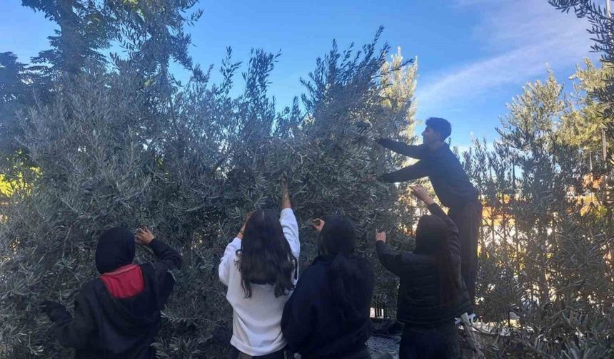 Zeytin hasadıyla üretim bilincini öğrendiler