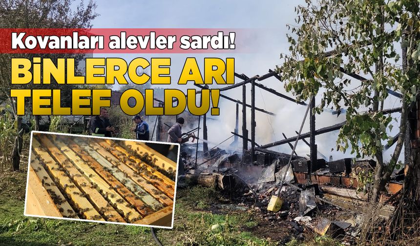 36 kovan arı yangında telef oldu