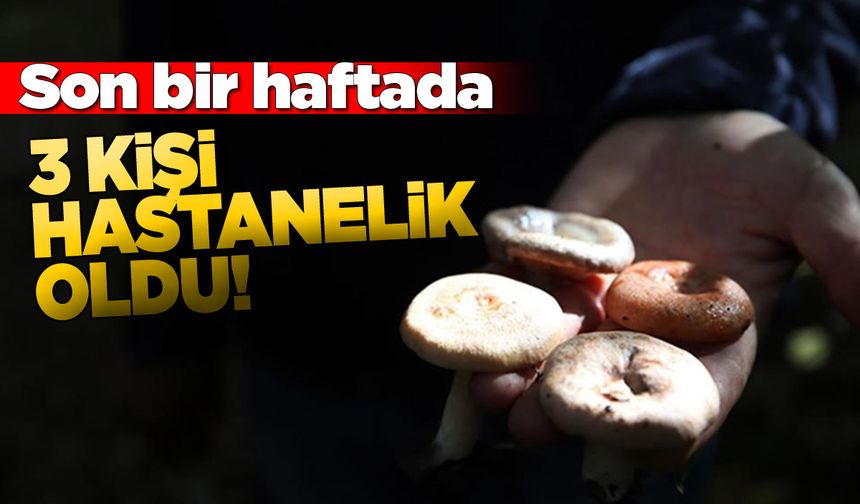 Sinop’ta mantar zehirlenmesi vakaları arttı