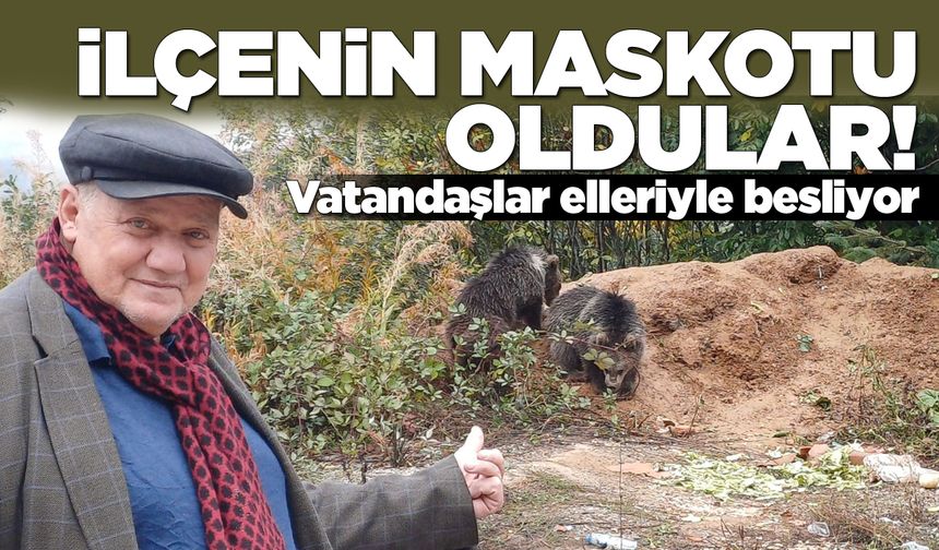 Annelerini kaybeden yavru ayılara vatandaş sahip çıktı