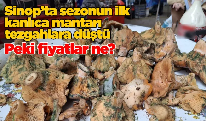 Kanlıca mantarı sezonu açıldı