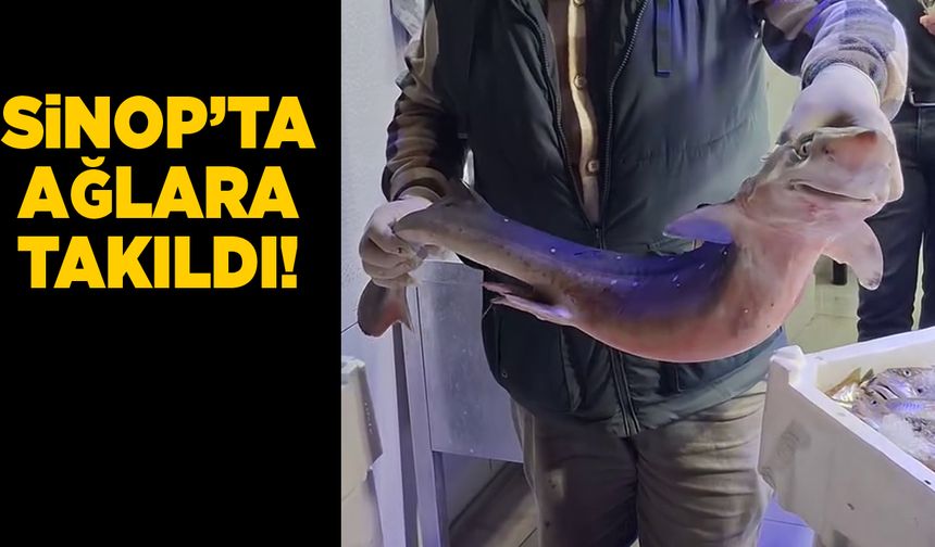 Ağlara takılan canlı ekosistemde değişimin işareti