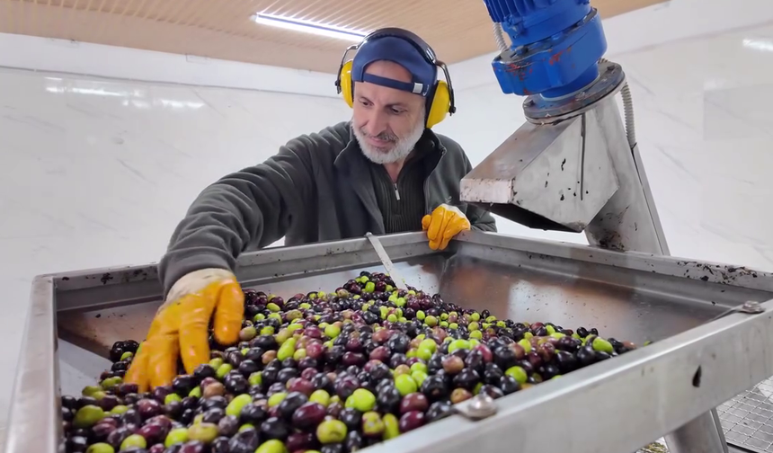 Gerze'de Zeytinyağı Sıkım Merkezi açıldı