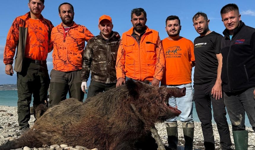 Sinop’ta köylülere zarar veren domuz avlandı