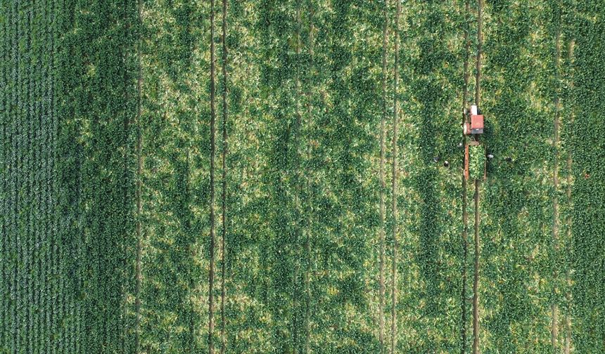 Bafra Ovası'nda karnabahar hasadı başladı