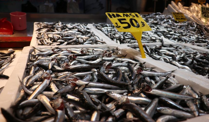 Hamsi bolluğu fiyatlara yansıdı