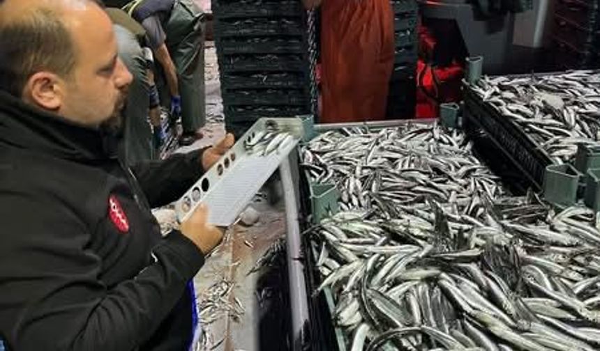 Hamsi denetimleri sürüyor