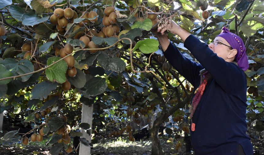 Tescilli Ordu kivisinde hasat devam ediyor