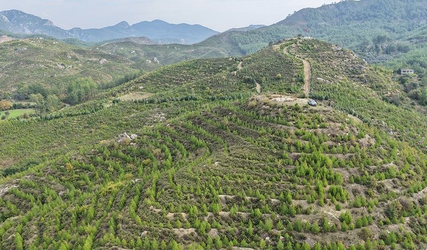 6 yıl önce dikilen fidanlar ormana dönüştü