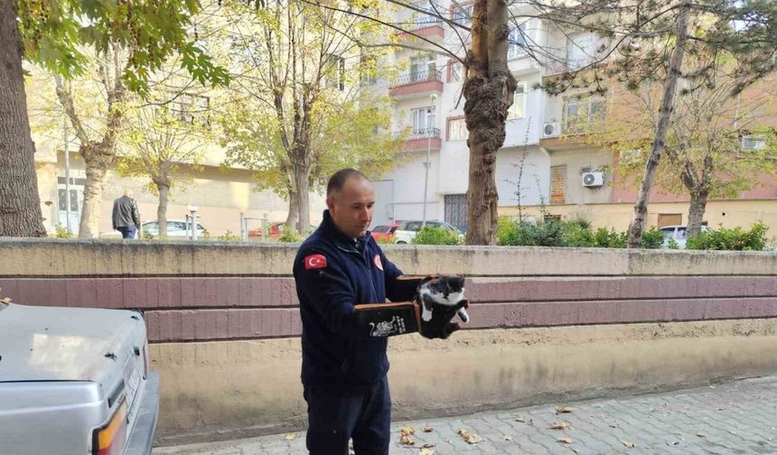 Ağaçta mahsur kalan kedi itfaiyeyi seferber etti