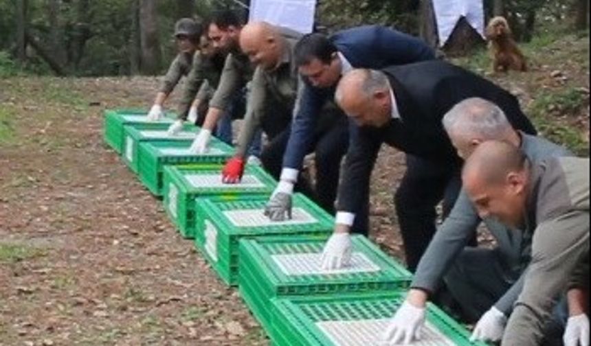 Doğaya 200 sülün salındı