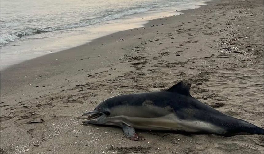 Sahile ölü yunus vurdu