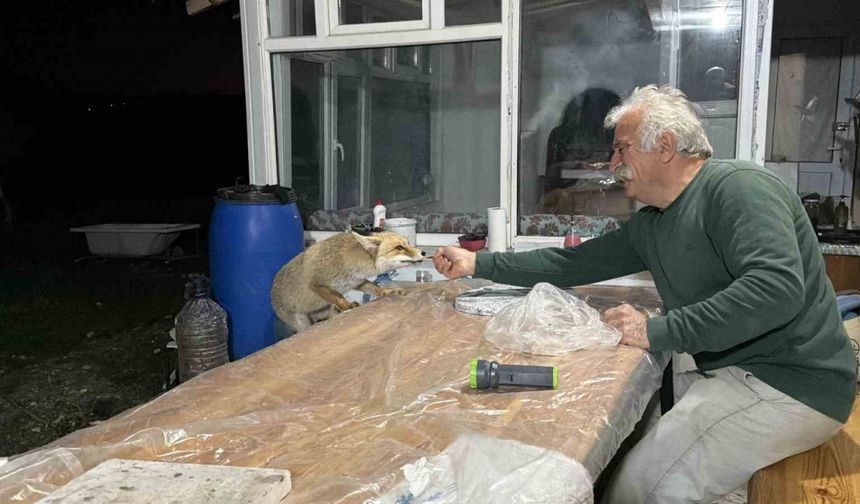Tilki ailesi her akşam elleriyle besliyor