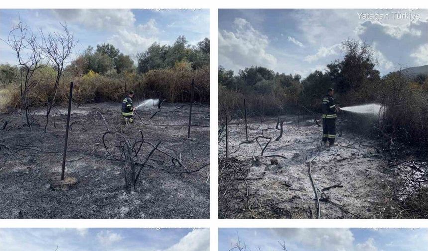 Üzüm bağları alevlere teslim oldu
