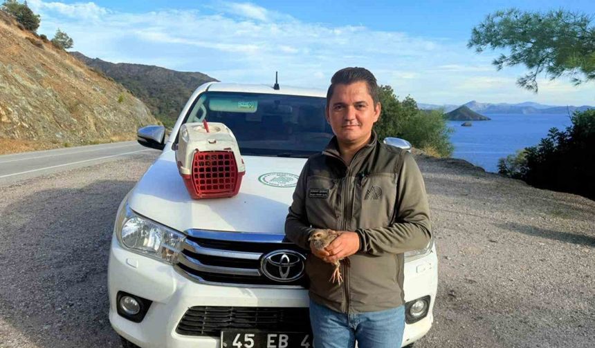 Yasadışı Kınalı Keklik satışına ceza