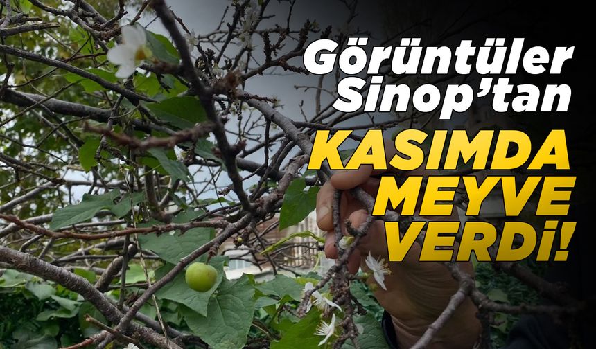 Kasımda meyve veren ağaç şaşırttı