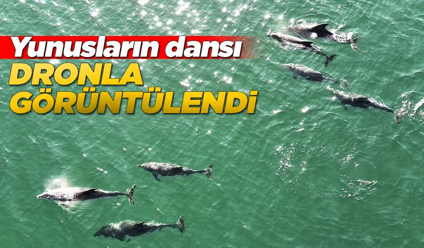 Karadeniz'de dolaşan yunuslar görüntülendi