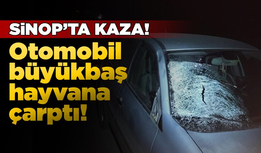 Otomobil büyükbaş hayvana çarptı