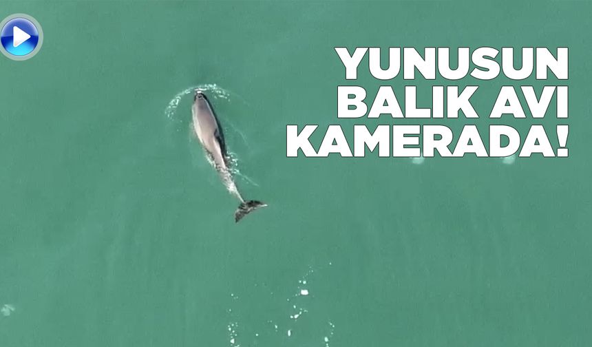 Sinop'ta yunusun balık avı kamerada