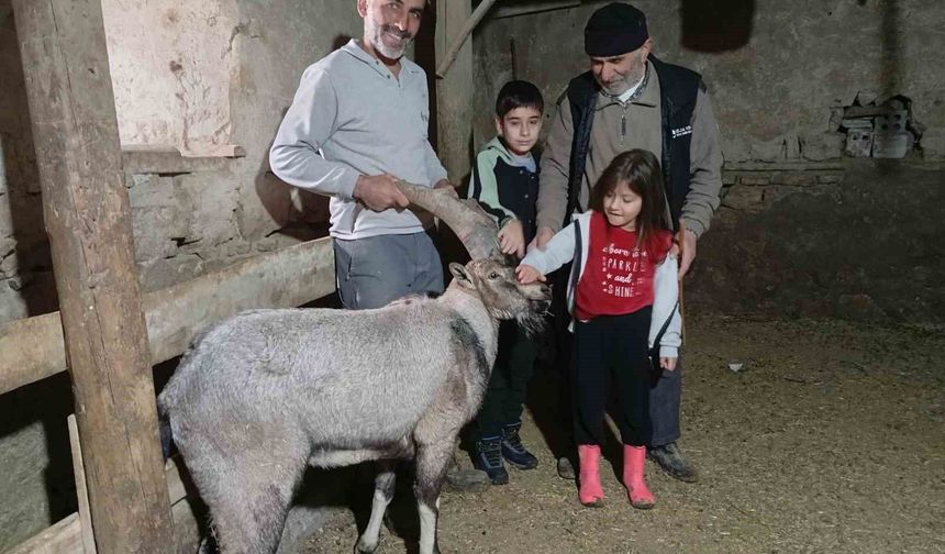 Dağ keçisi tedavisinin ardından doğaya salındı