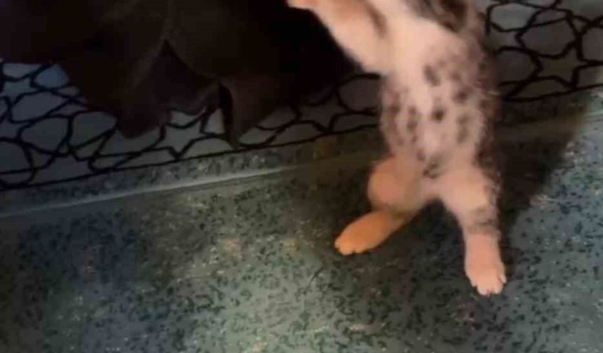 Yavru kedi camide cemaatle oyun oynadı