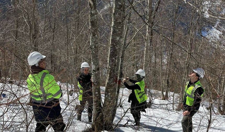 Sinop’ta gürgen ormanları için genç meşçere bakımı