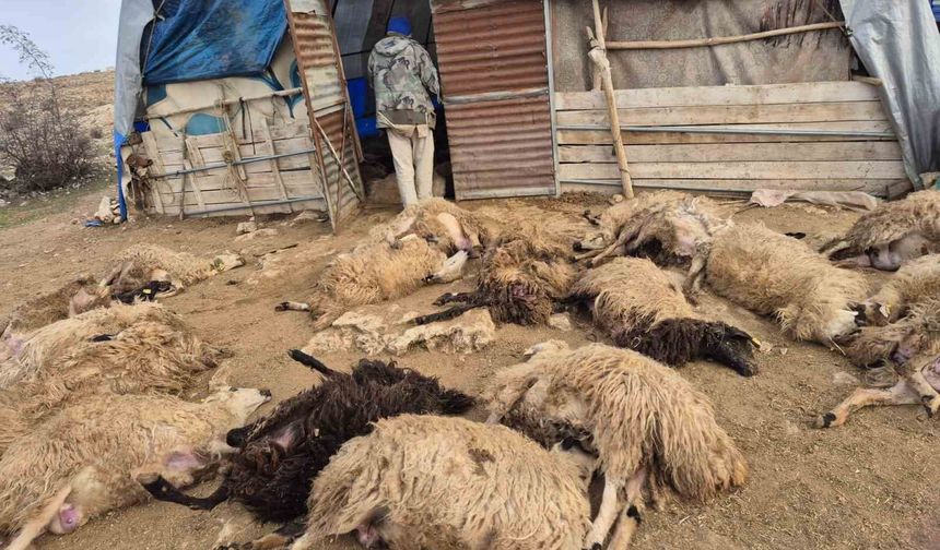 64 koyun telef oldu, 11 koyun yaralı