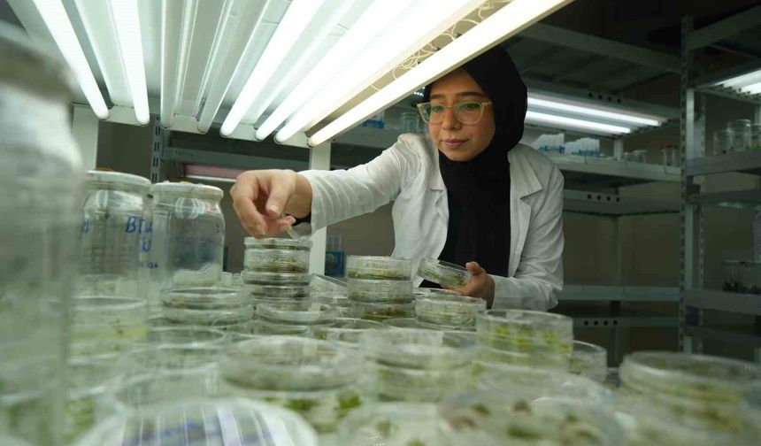 Bu domatesler kuraklığa dayanıklı olacak